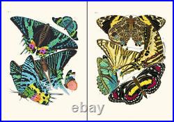 Set of 12 Art Nouveau Butterfly prints A4 unframed natural history botanical