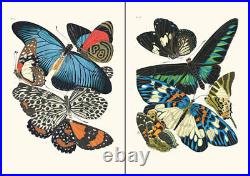 Set of 12 Art Nouveau Butterfly prints A4 unframed natural history botanical