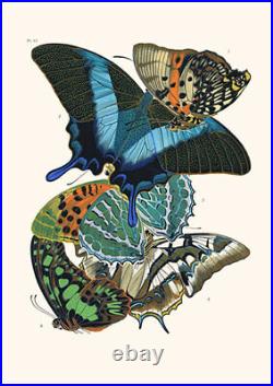 Set of 8 Art Nouveau Butterfly prints A4 unframed natural history botanical