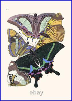 Set of 9 Art Nouveau Butterfly prints A4 unframed natural history botanical